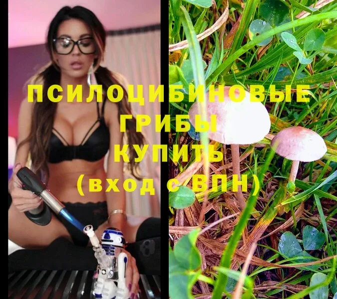 хочу   Дубовка  Псилоцибиновые грибы MAGIC MUSHROOMS 